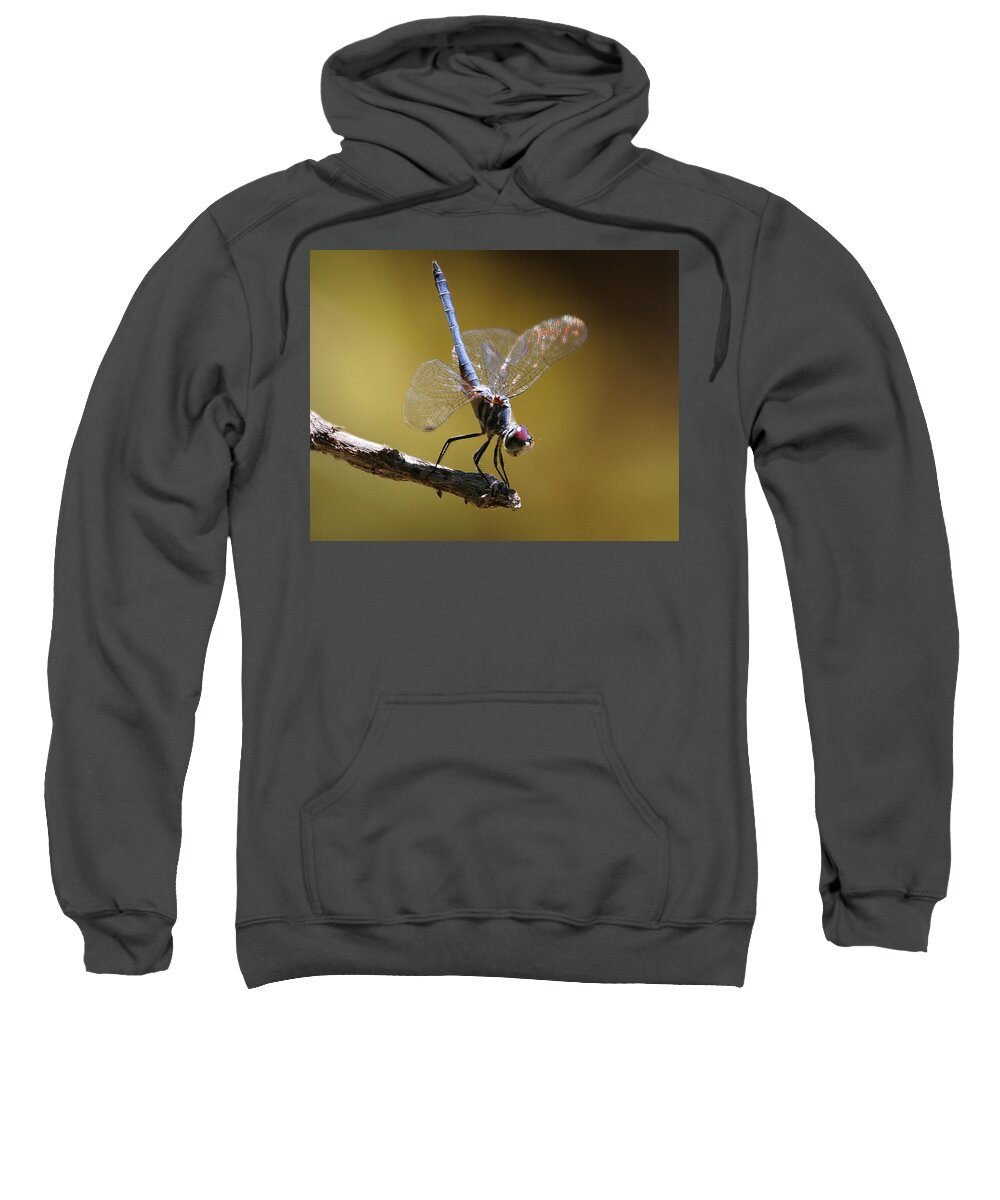 Insect Sweatshirt featuring the photograph Sunbathing by Robert Woodward