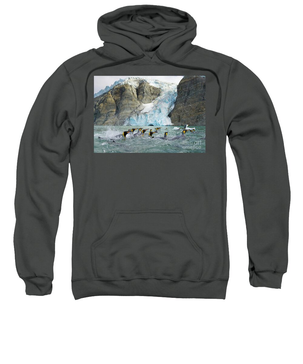 00345360 Sweatshirt featuring the photograph Swimming King Penguins And Glacier by Yva Momatiuk John Eastcott