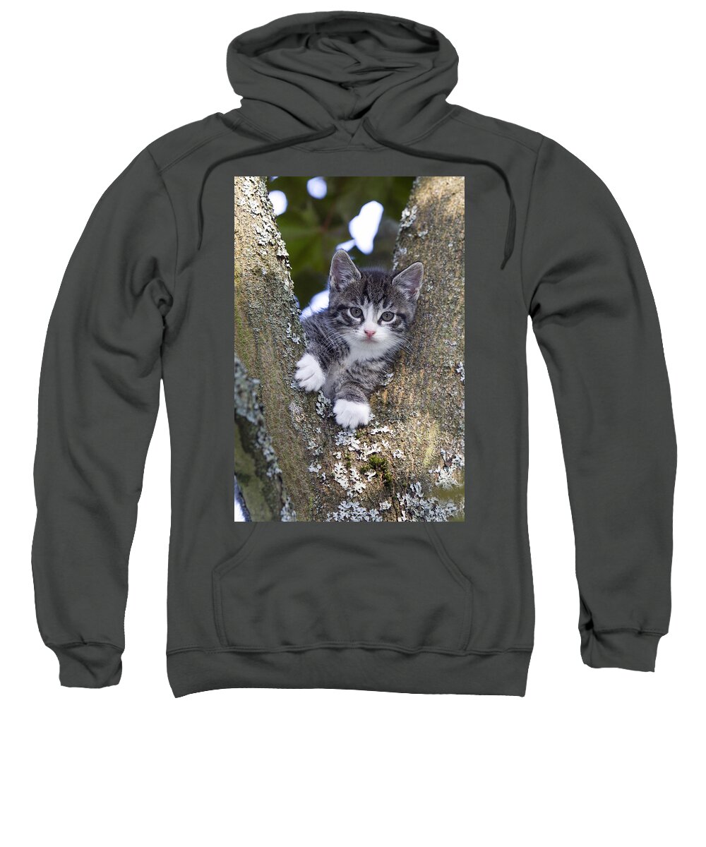 Feb0514 Sweatshirt featuring the photograph Tabby Kitten In Tree Fork by Duncan Usher