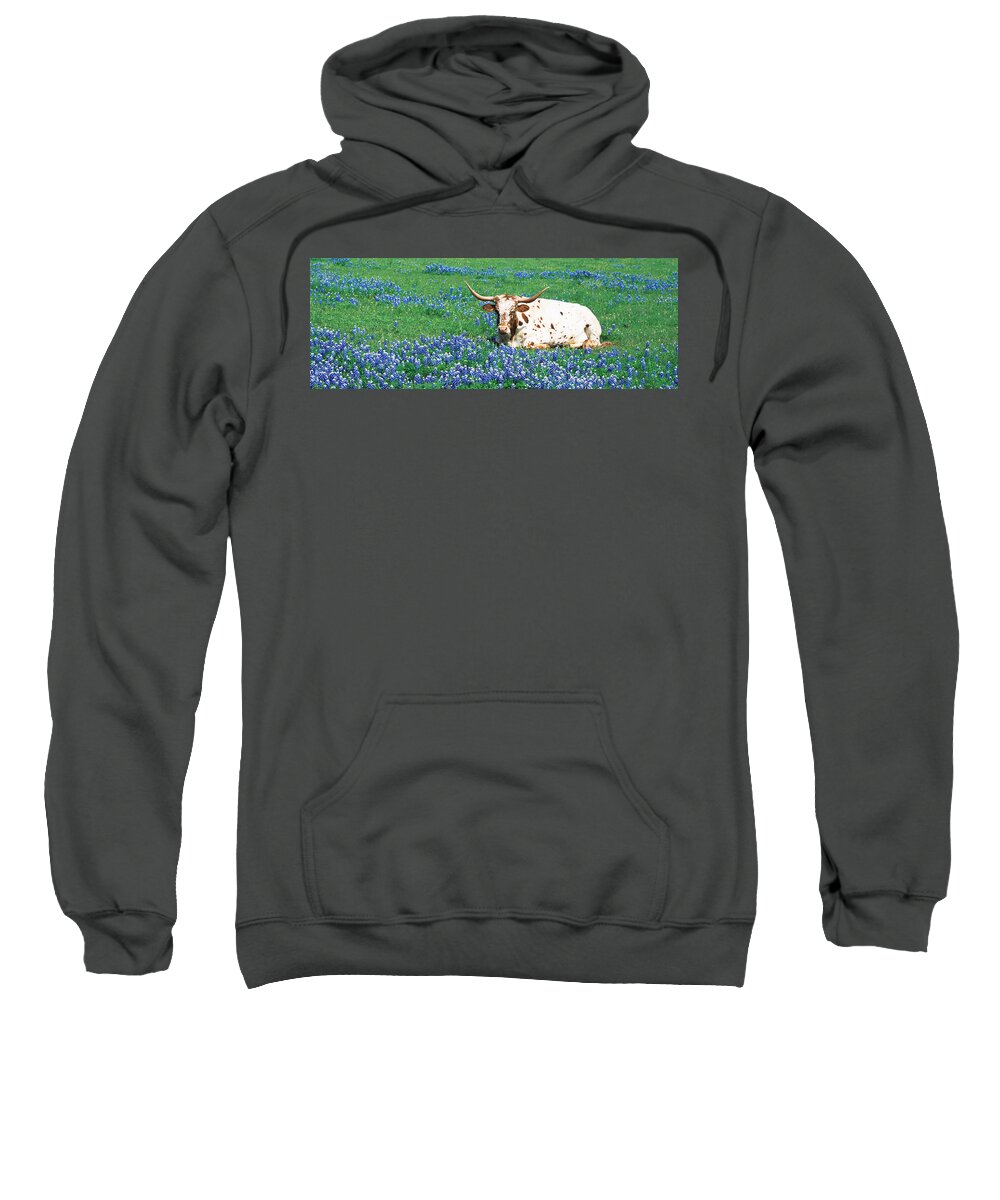 Photography Sweatshirt featuring the photograph Texas Longhorn Cow Sitting On A Field by Panoramic Images
