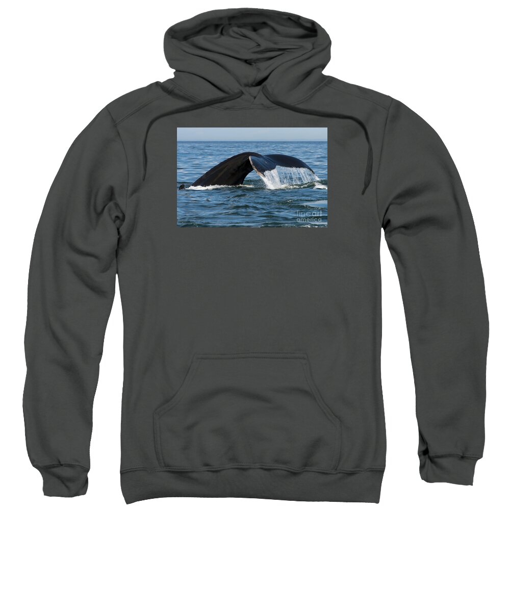 Festblues Sweatshirt featuring the photograph The Big Blue in the Bigger Blues... by Nina Stavlund