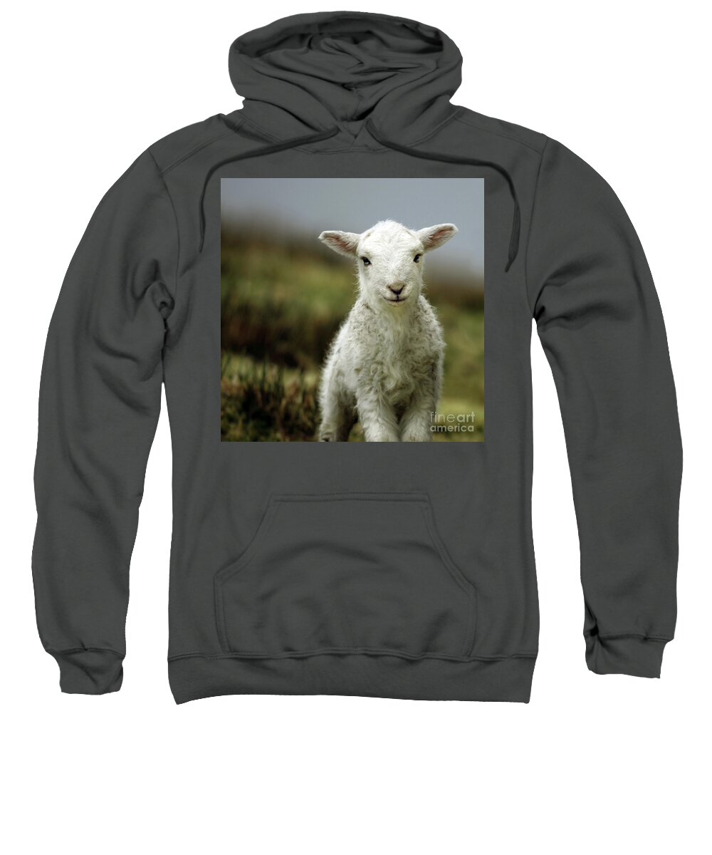 #faatoppicks Sweatshirt featuring the photograph The Lamb by Ang El