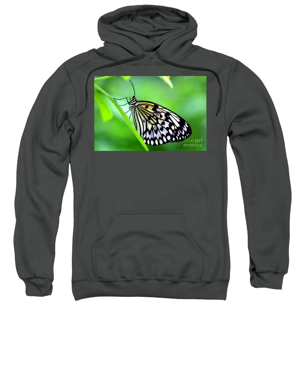 Butterfly Sweatshirt featuring the photograph The Paper Kite or Rice Paper or Large Tree Nymph butterfly also known as Idea leuconoe by Amanda Mohler