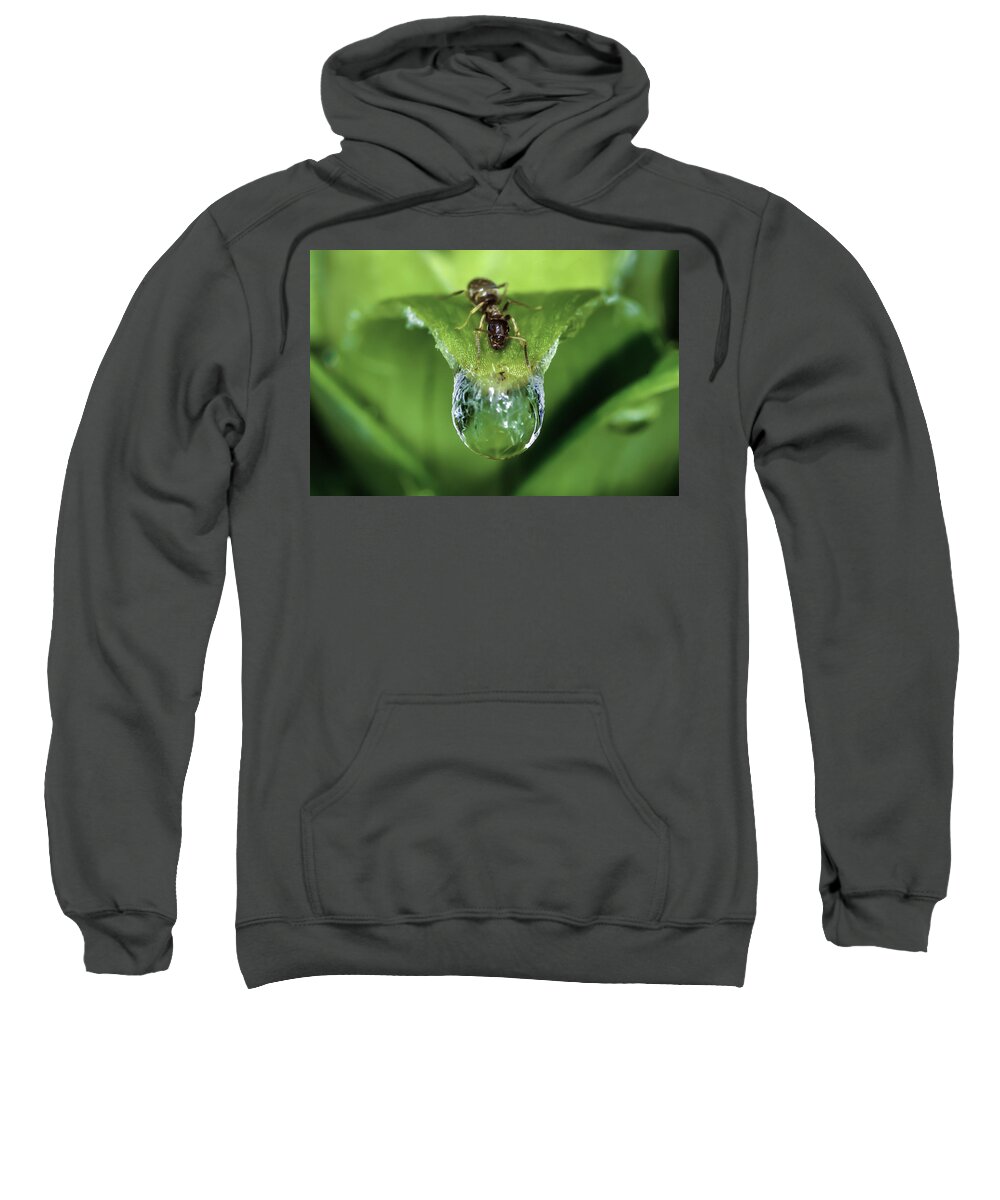 Ant Sweatshirt featuring the photograph Thirst by Rick Bartrand