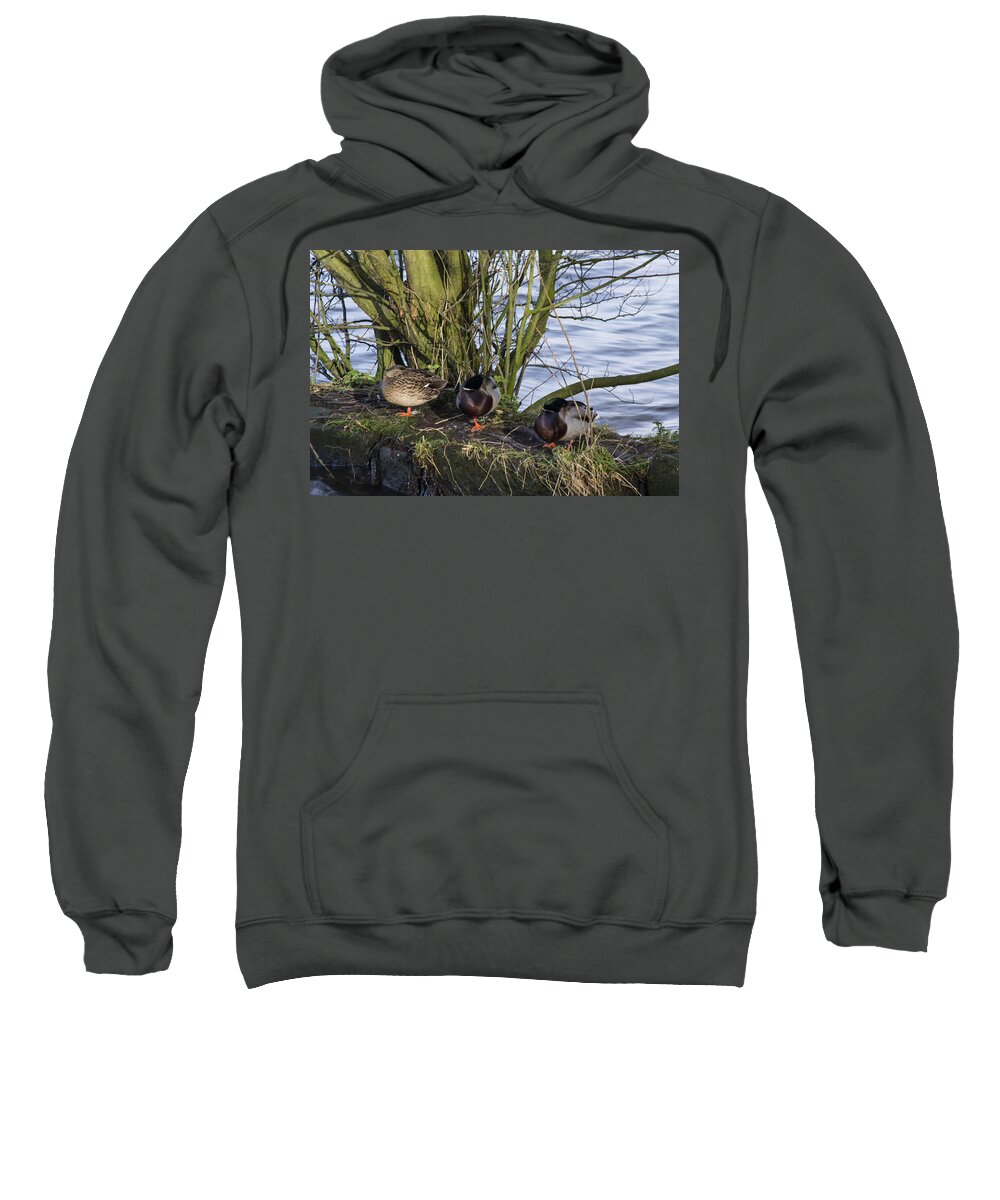  Duck Sweatshirt featuring the photograph Three In A Row by Spikey Mouse Photography