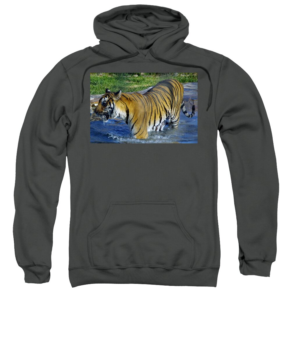 Lions Tigers And Bears Sweatshirt featuring the photograph Tiger 4 by Phyllis Spoor