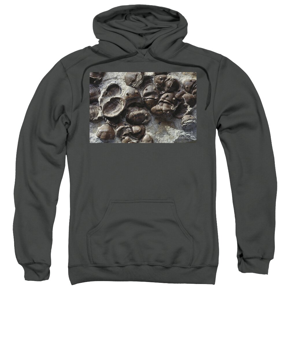 Trilobite Sweatshirt featuring the photograph Trilobites From Oklahoma by James L. Amos