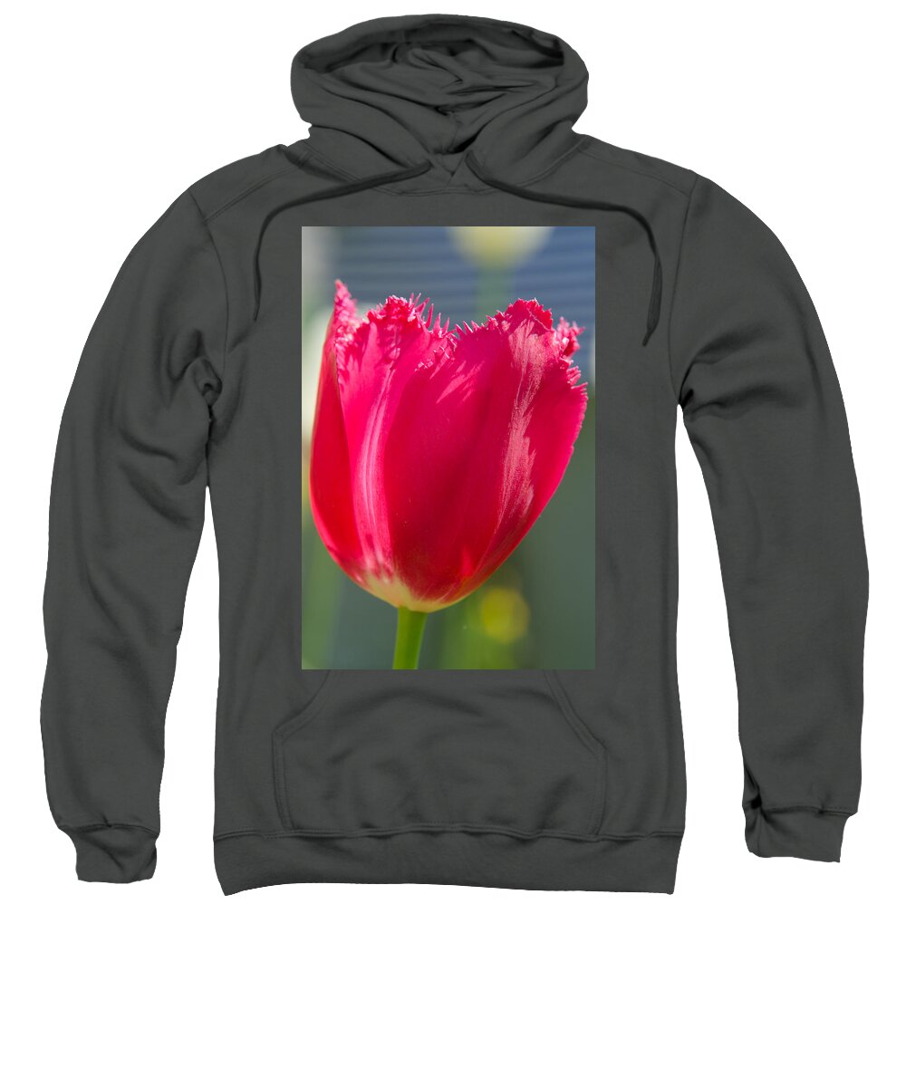 Spring Sweatshirt featuring the photograph Tulip on the gray background by Michael Goyberg