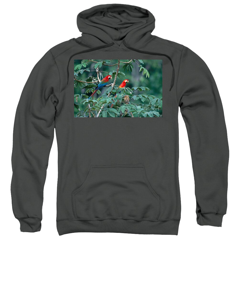 Green-winged Macaw Sweatshirt featuring the photograph Two Macaws by Art Wolfe