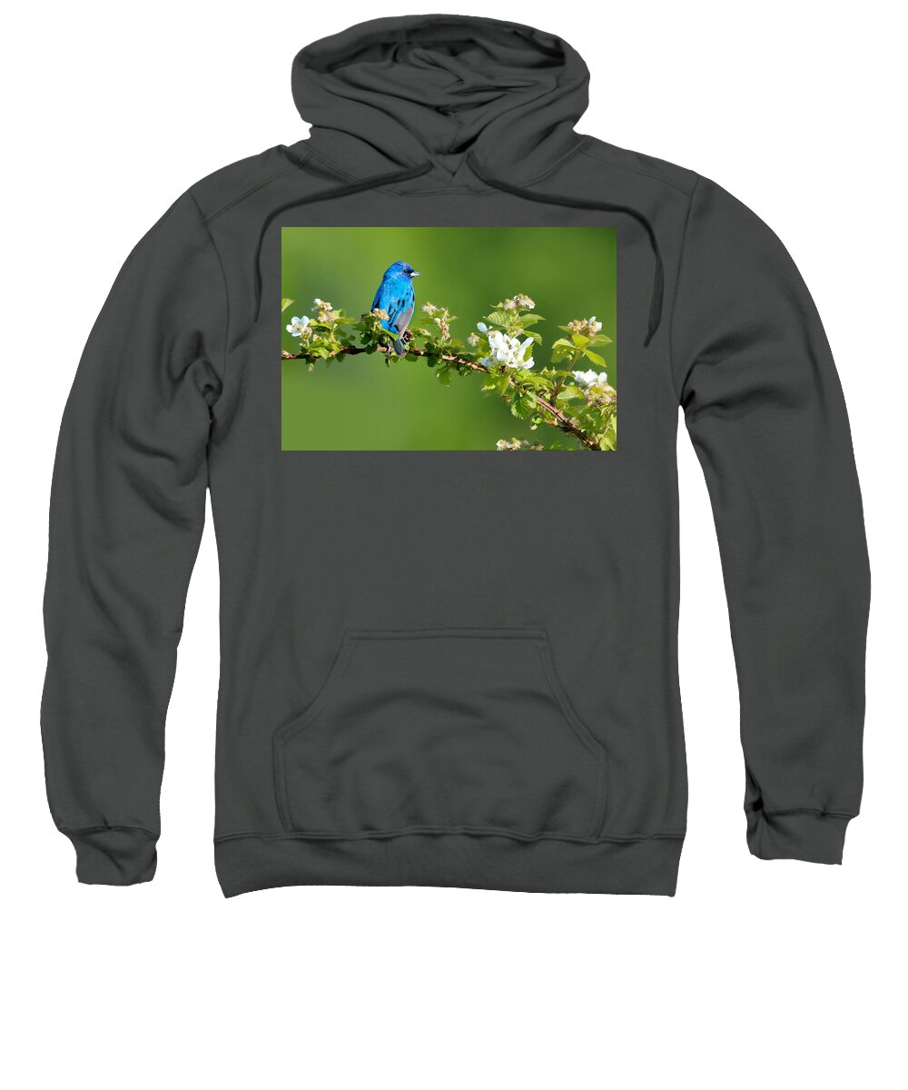 Indigo Bunting Sweatshirt featuring the photograph Vibrance of Spring by Rob Blair