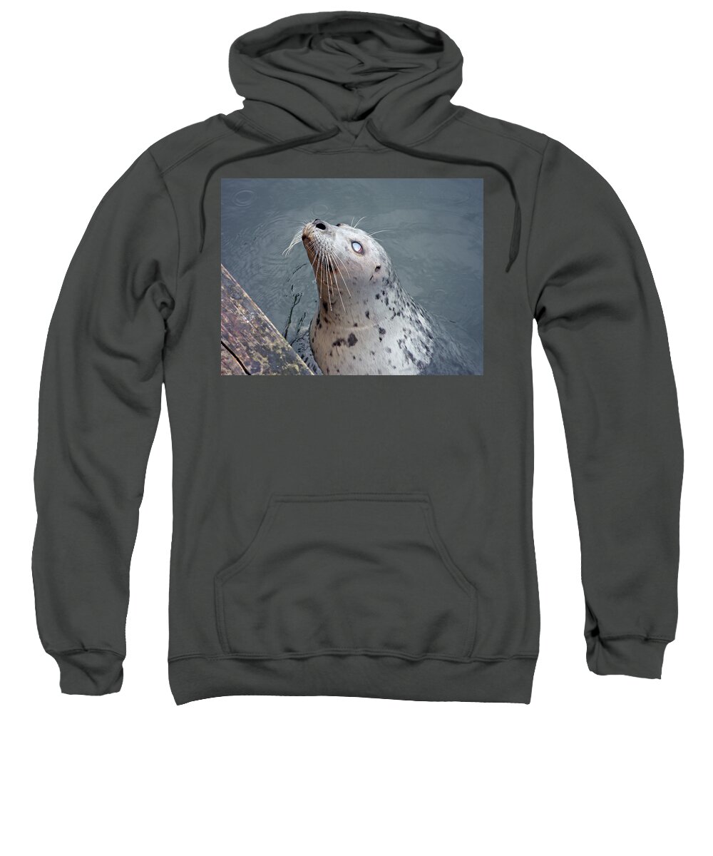 Seal Sweatshirt featuring the photograph Waiting For a Snack by Micki Findlay