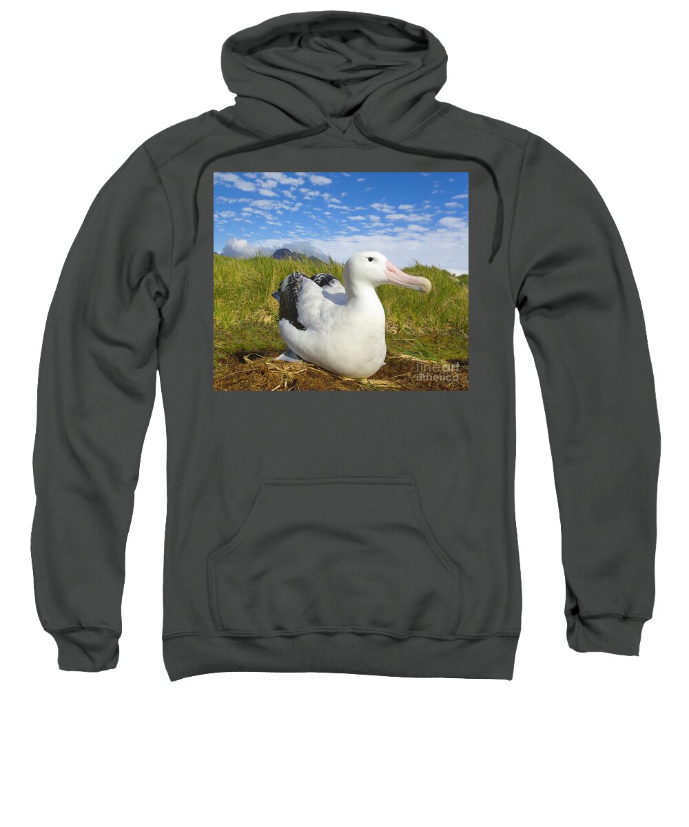 00345306 Sweatshirt featuring the photograph Wandering Albatross Incubating by Yva Momatiuk John Eastcott