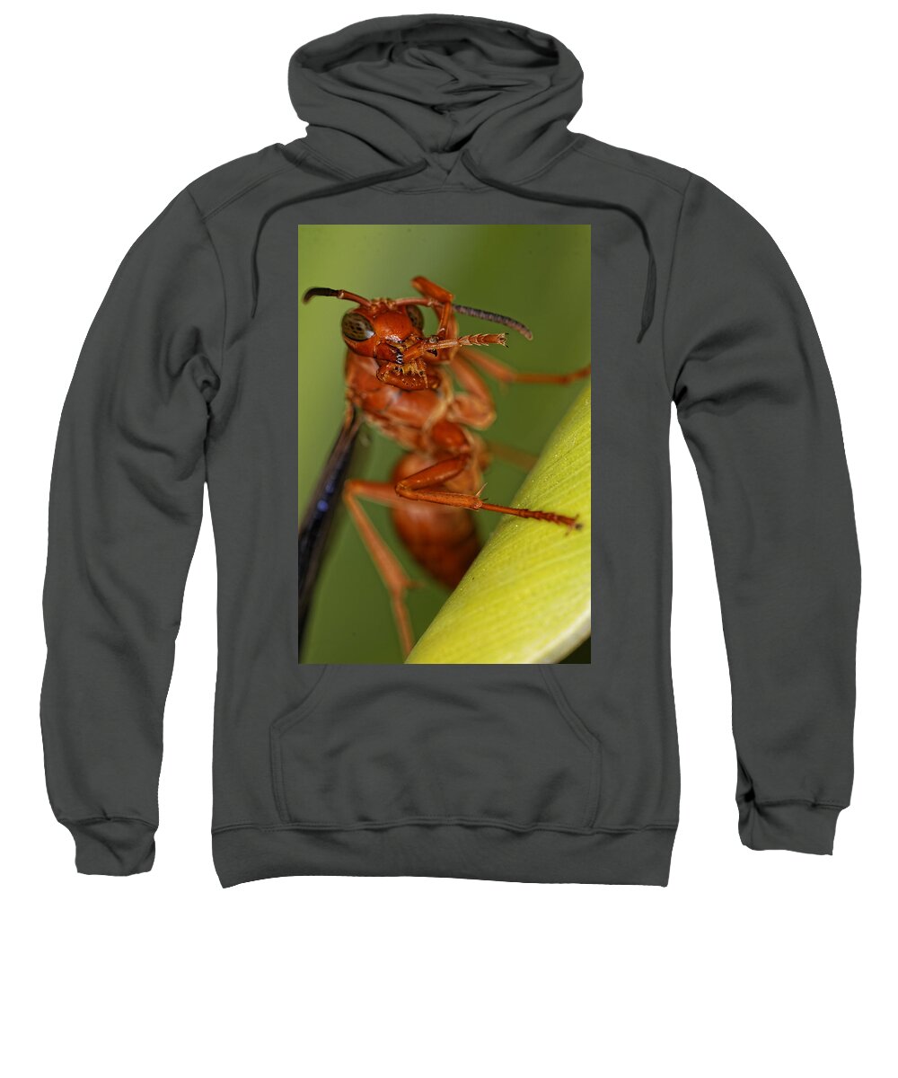 Wasp Sweatshirt featuring the photograph Wasp 3 by Jonathan Davison