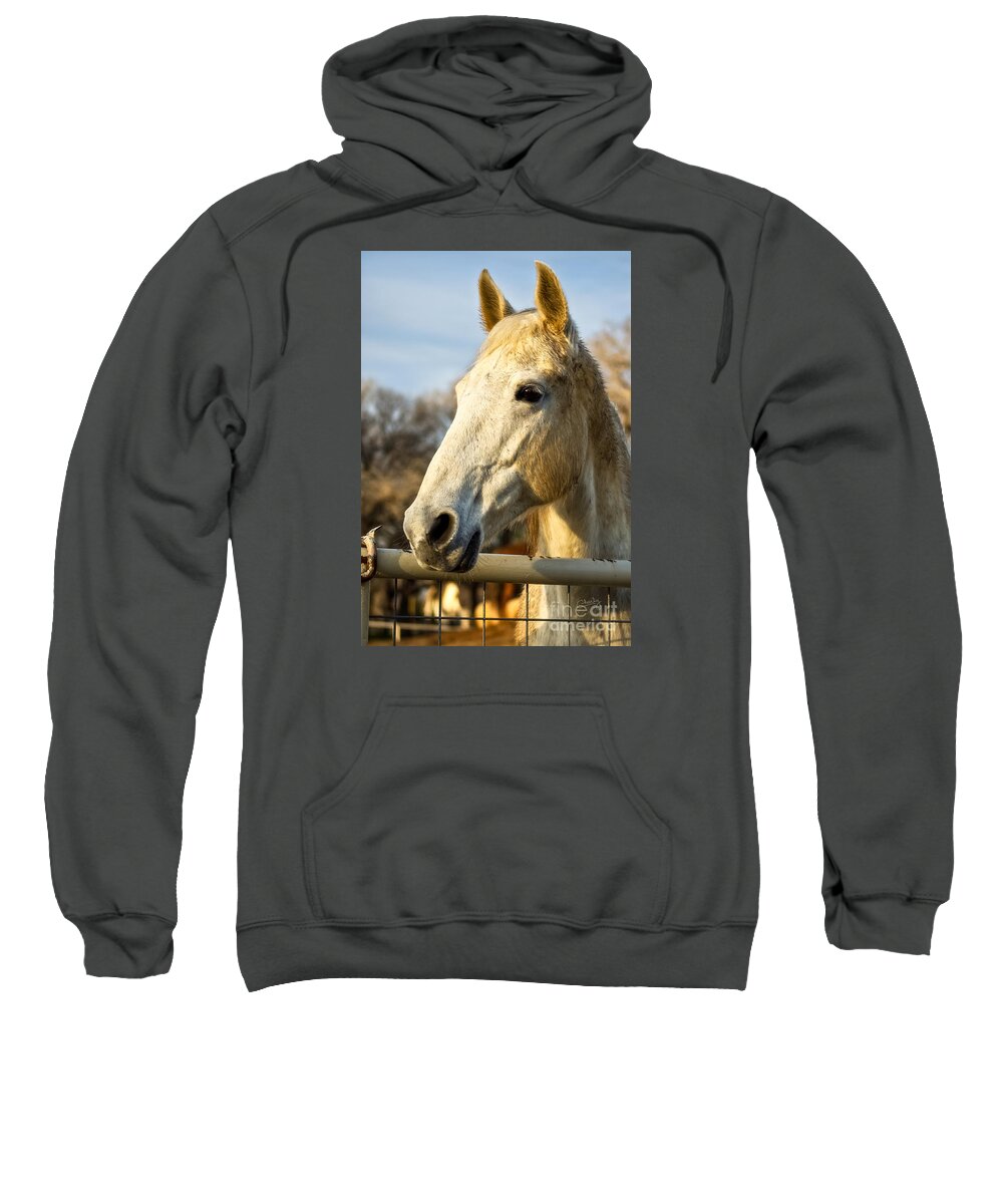 Horse Portrait Sweatshirt featuring the photograph Watchin the Sun Set by Imagery by Charly