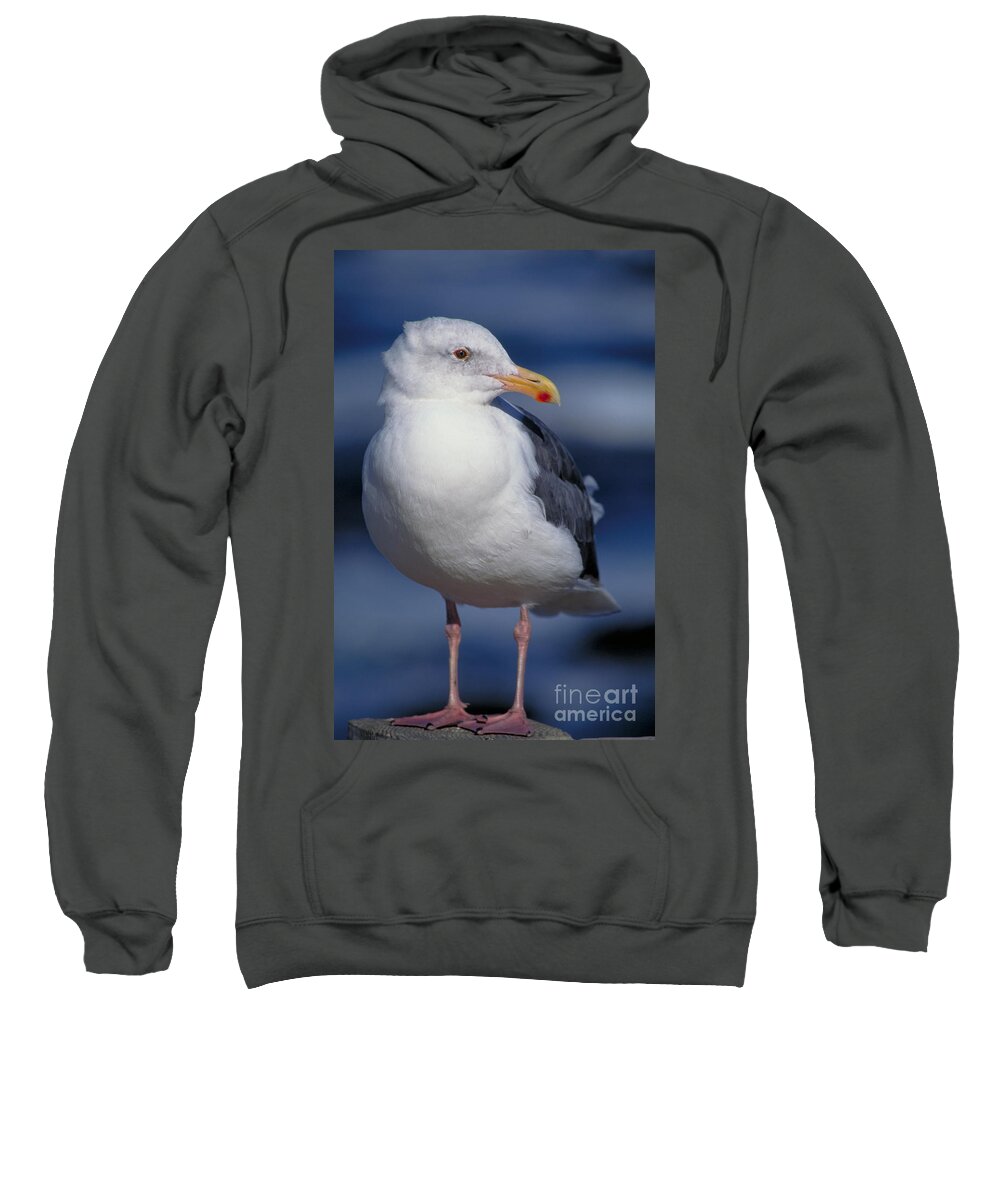 Vertical Sweatshirt featuring the photograph Western Gull Larus Occidentalis by Gregory G. Dimijian