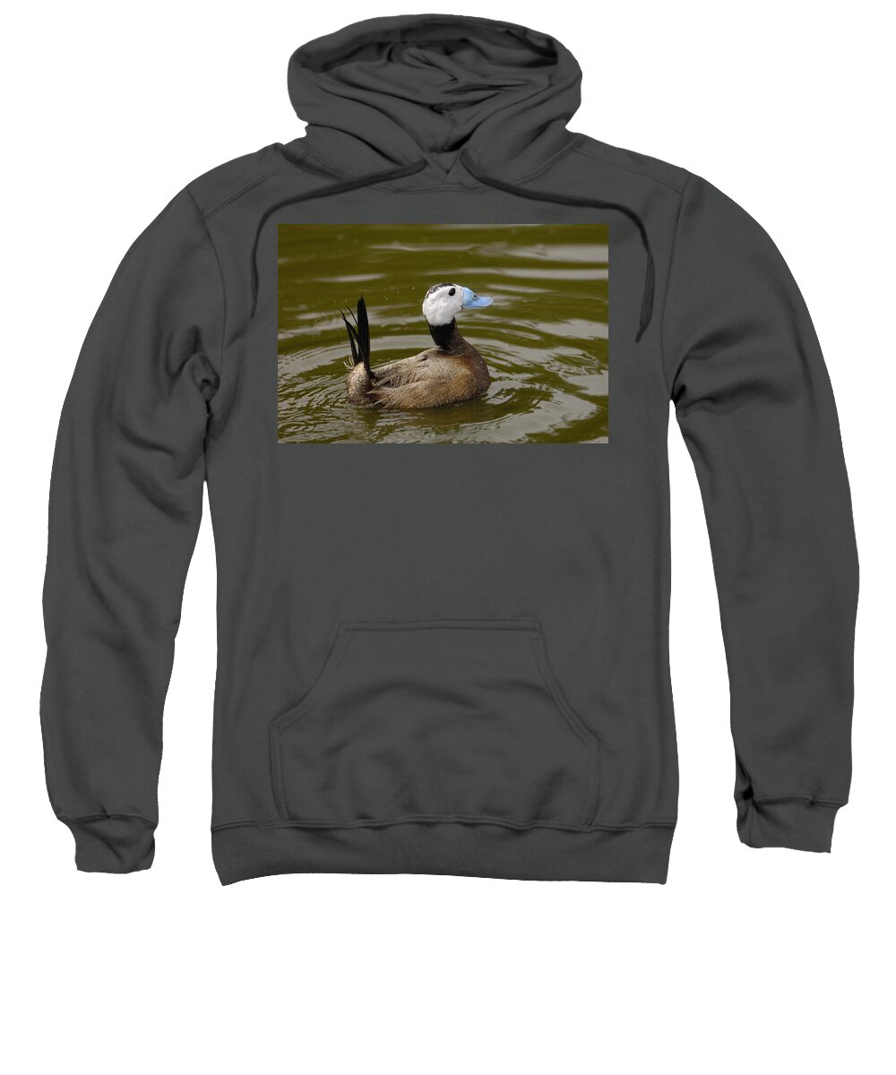 Feb0514 Sweatshirt featuring the photograph White-headed Duck Male England by Pete Oxford
