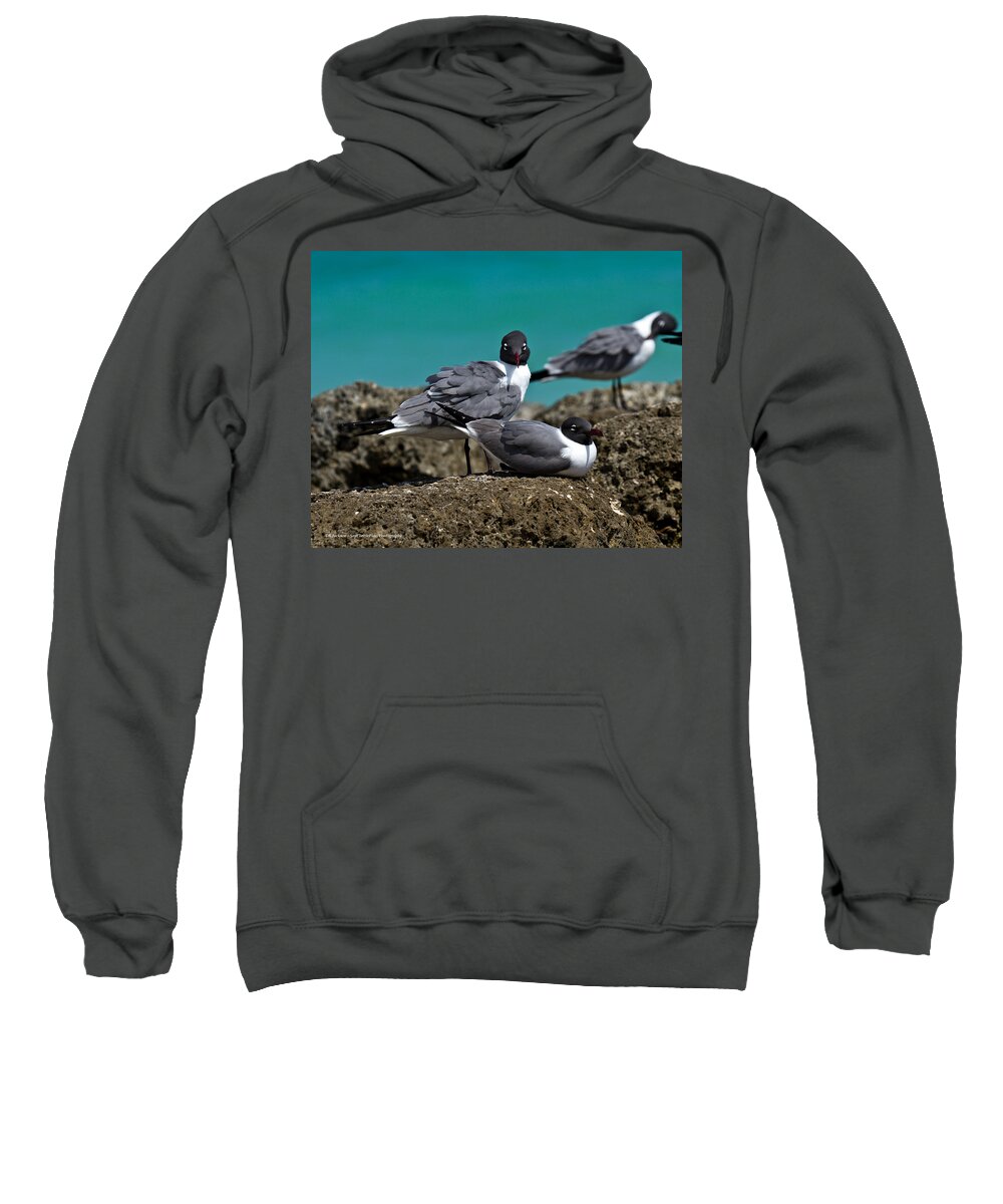 Sea Gull Sweatshirt featuring the photograph Why you looking? by Robert L Jackson