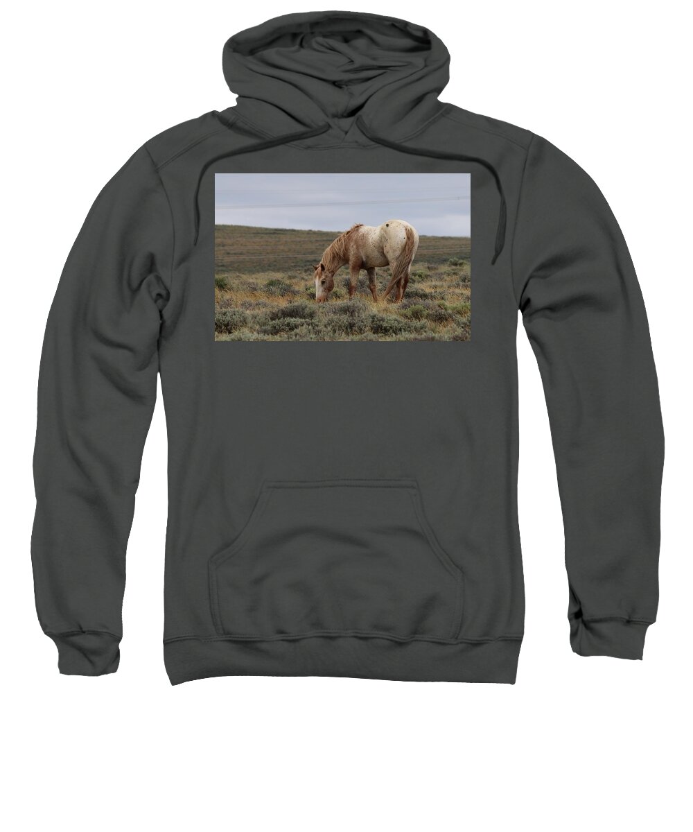 Wild Sweatshirt featuring the photograph Wild Horse by Christy Pooschke
