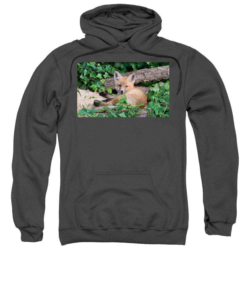 Young Sweatshirt featuring the photograph Naptime by Stacy Abbott