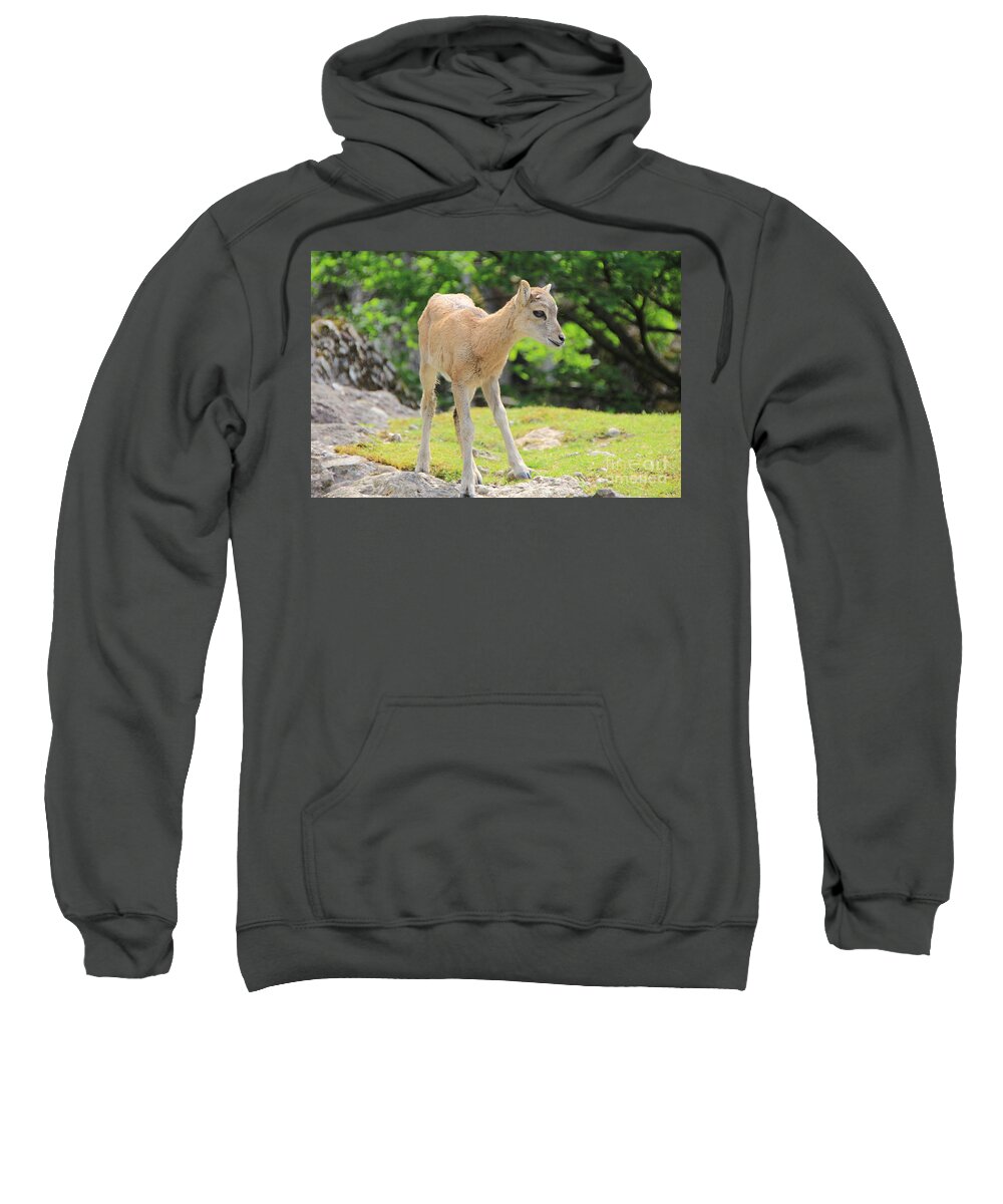 Animal Sweatshirt featuring the photograph Young Goat by Amanda Mohler