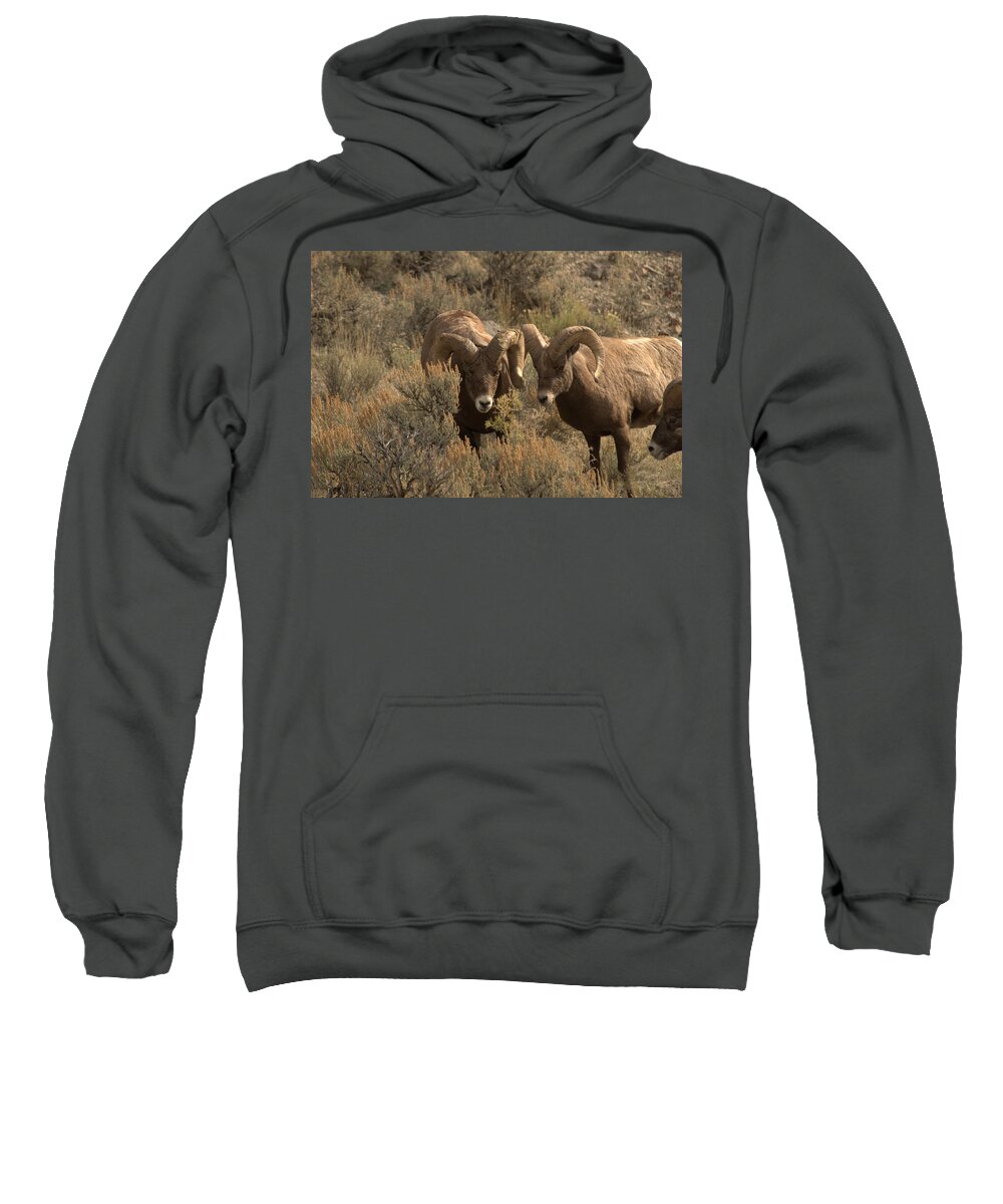 Sheep Sweatshirt featuring the photograph You are in my way by Frank Madia