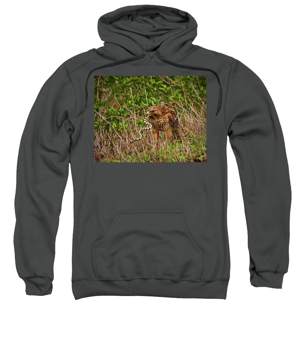 Red Shouldered Hawk Sweatshirt featuring the photograph Hawk and Snake #1 by Beth Sargent