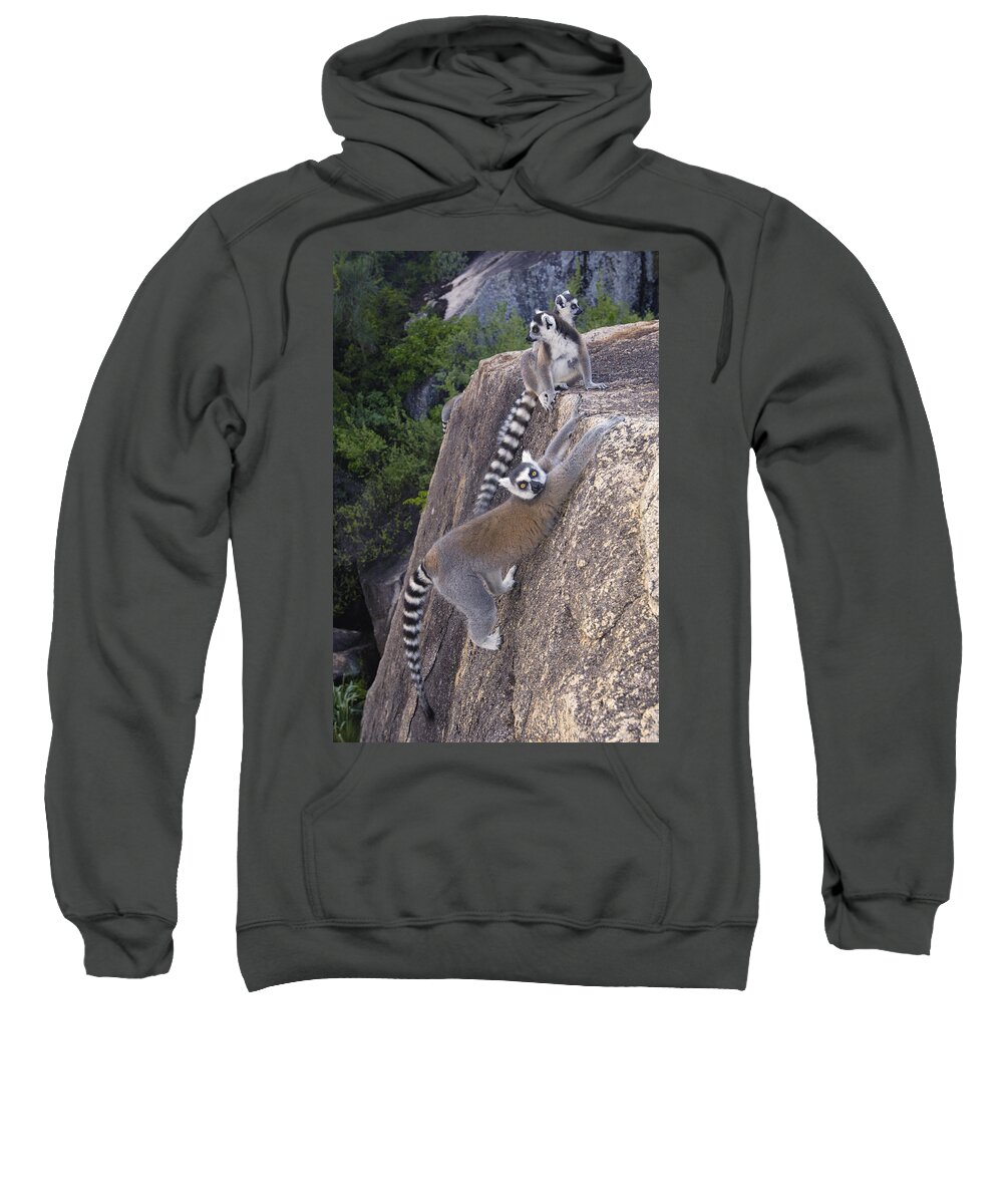 Mp Sweatshirt featuring the photograph Ring-tailed Lemur Lemur Catta Trio #1 by Pete Oxford