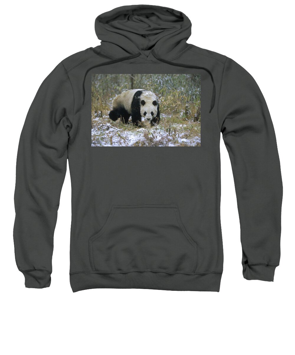 Mp Sweatshirt featuring the photograph Giant Panda Ailuropoda Melanoleuca #2 by Konrad Wothe