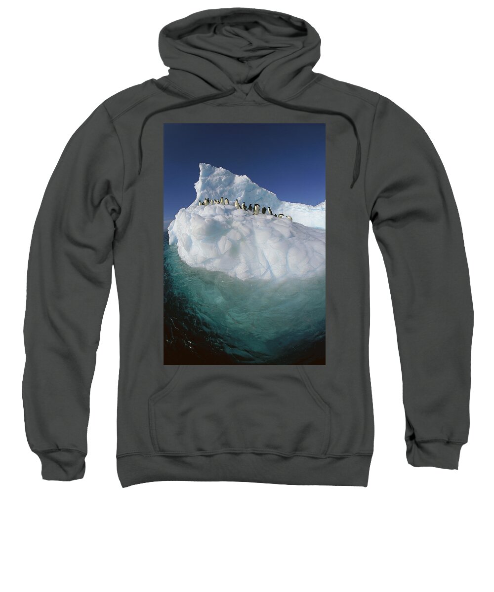 Hhh Sweatshirt featuring the photograph Adelie Penguin Pygoscelis Adeliae Group #4 by Colin Monteath
