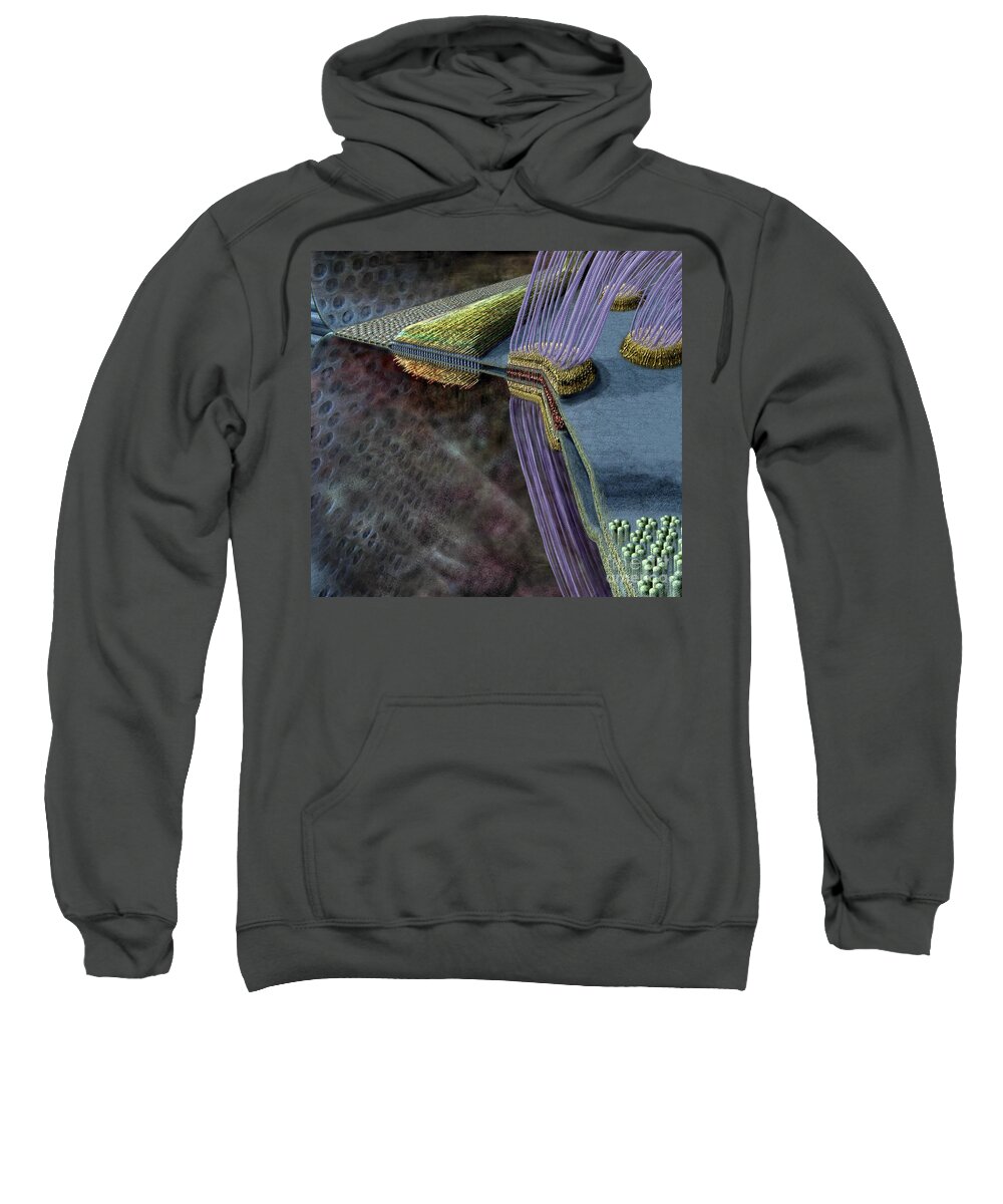 Adherens Sweatshirt featuring the digital art Animal Cell Junctions by Russell Kightley