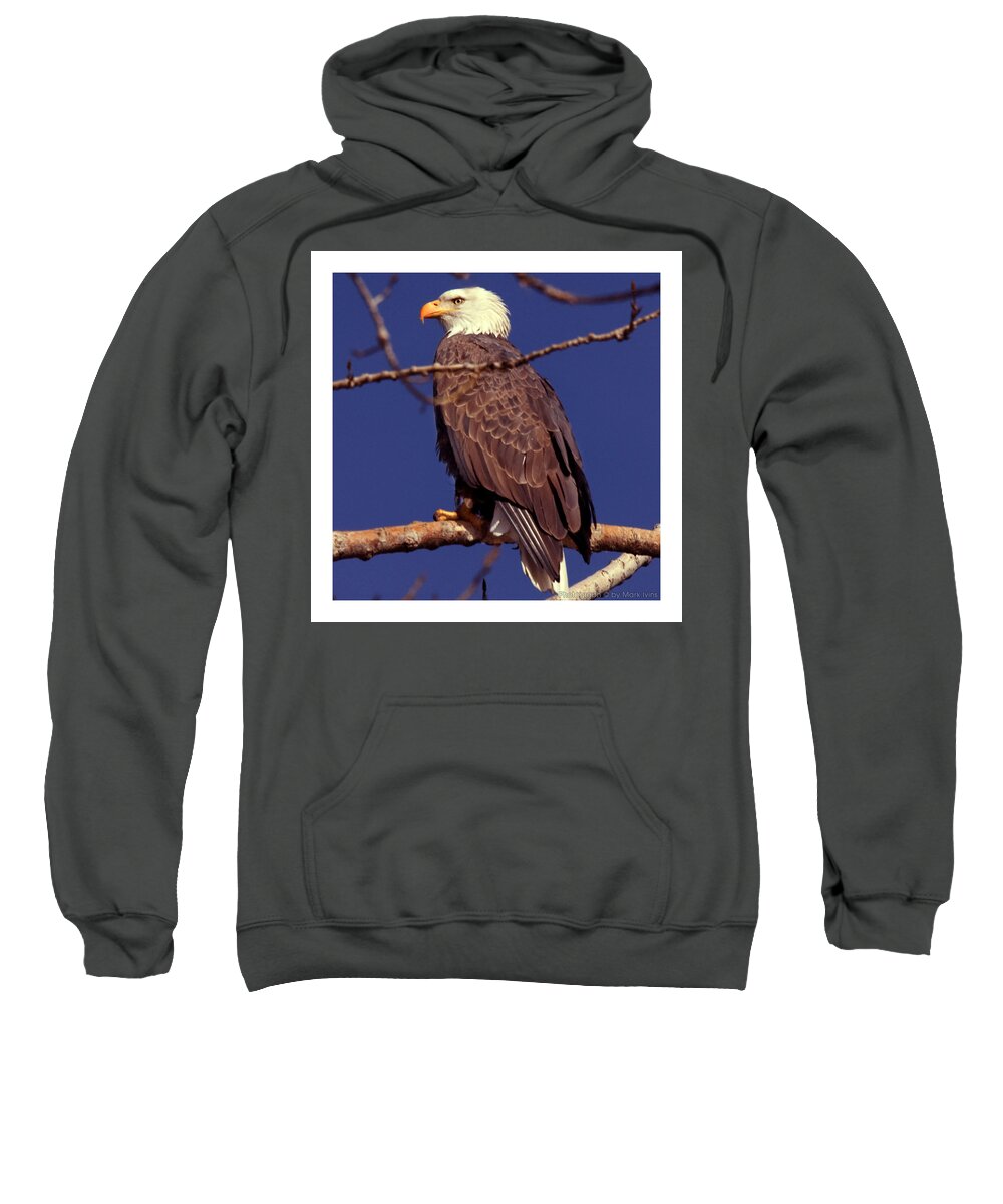 Bald Eagle Sweatshirt featuring the photograph Bald Eagle by Mark Ivins