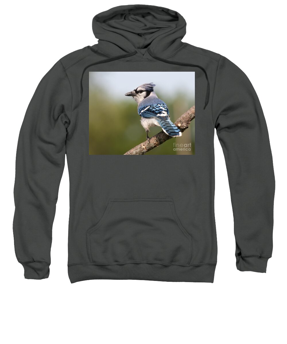 Blue Jay Sweatshirt featuring the photograph Blue Jay by Art Whitton