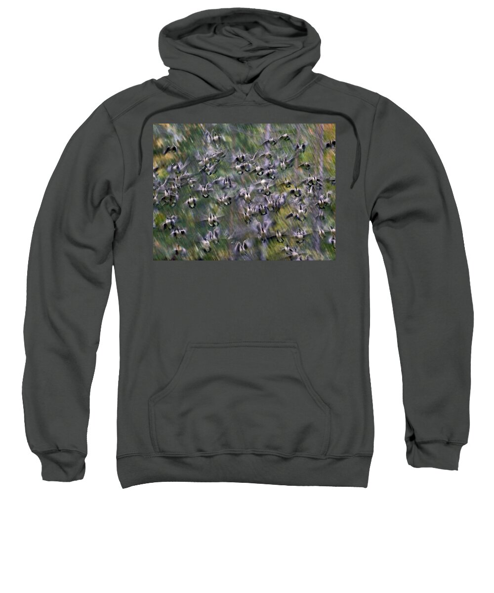 00486957 Sweatshirt featuring the photograph Canada Goose Flock Flying North America by Tim Fitzharris