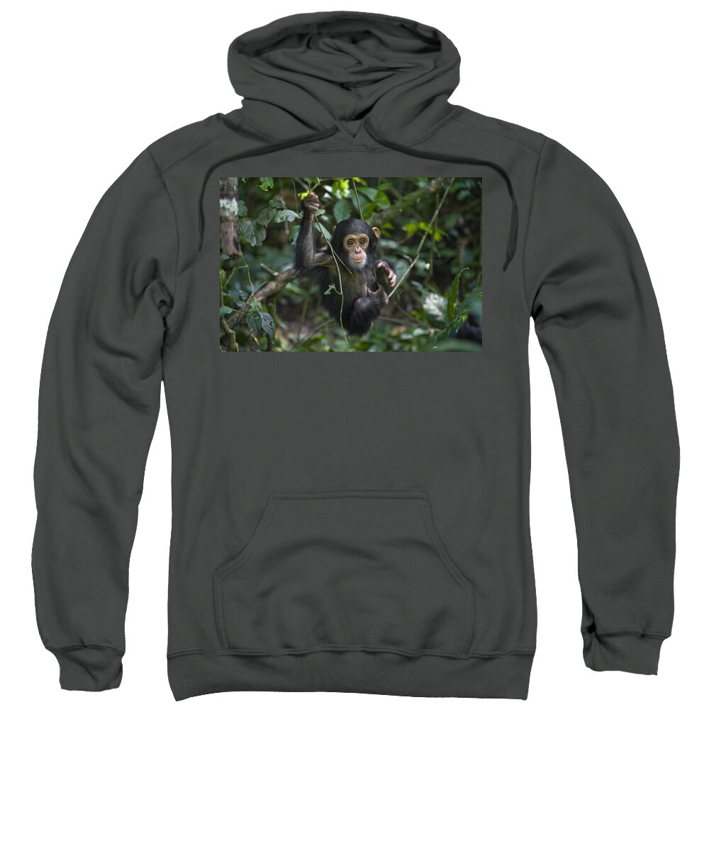 00438414 Sweatshirt featuring the photograph Chimpanzee Infant Playing In Tree by Suzi Eszterhas