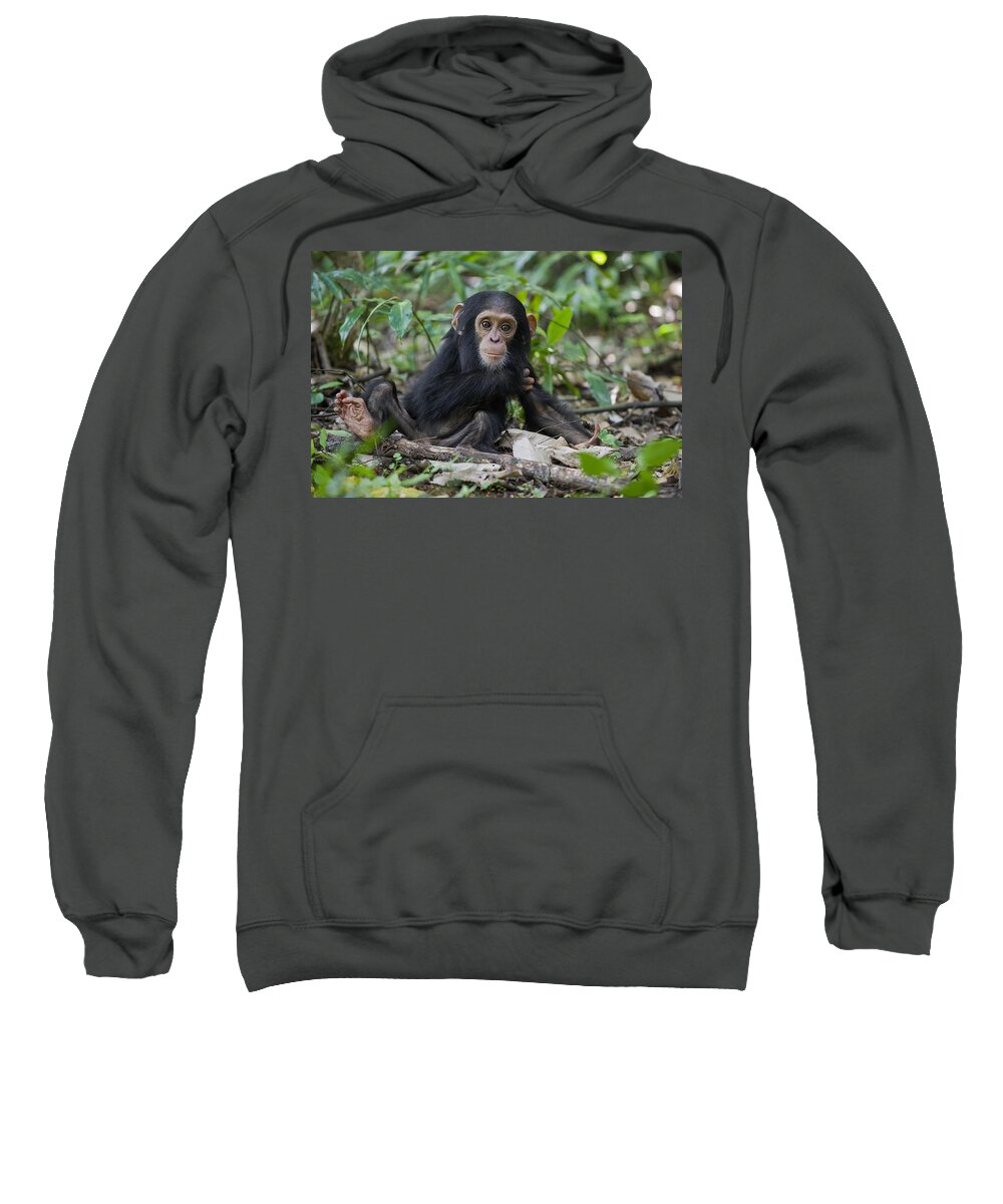 00438343 Sweatshirt featuring the photograph Chimpanzee Infant Western Uganda by Suzi Eszterhas