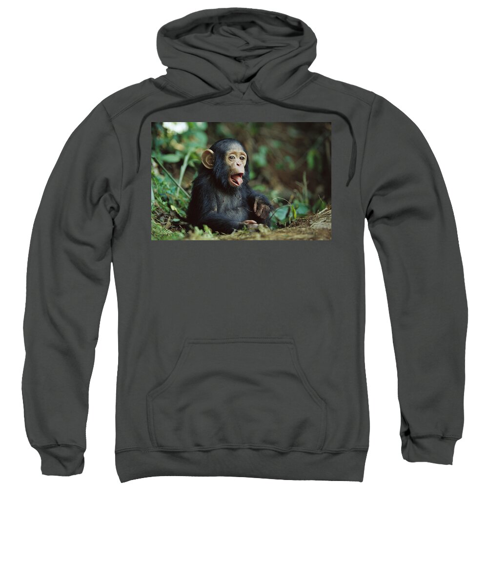 00620018 Sweatshirt featuring the photograph Chimpanzee Pan Troglodytes Orphan, Gabon by Cyril Ruoso