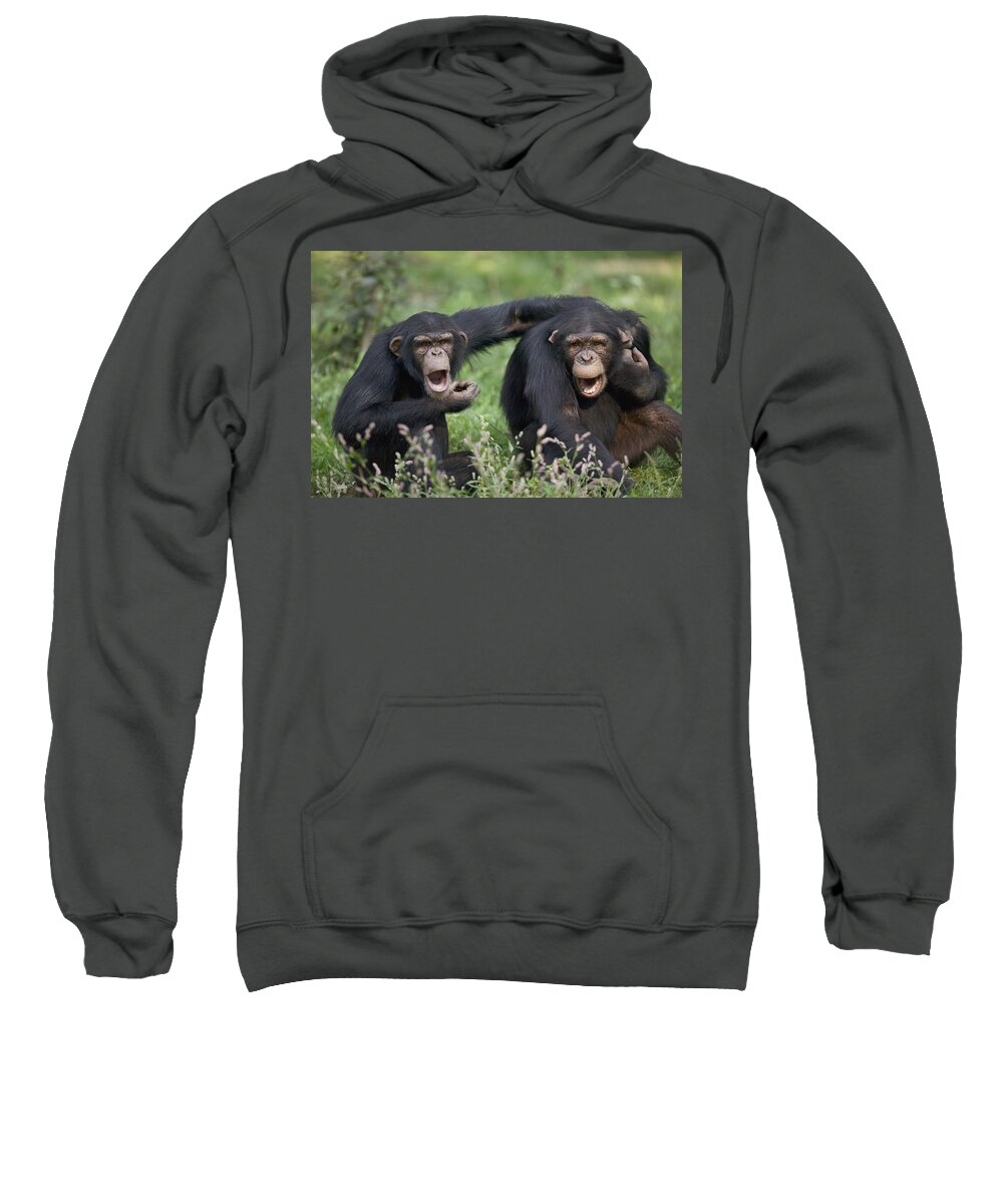 00620524 Sweatshirt featuring the photograph Chimpanzees Pan Troglodytes Calling by Cyril Ruoso