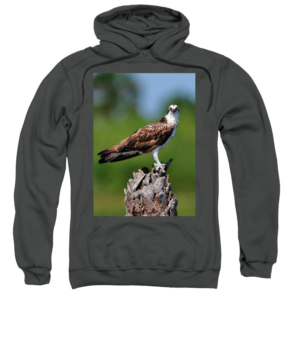 Osprey Sweatshirt featuring the photograph Classic Wetlands Post of an Osprey by Bill Dodsworth