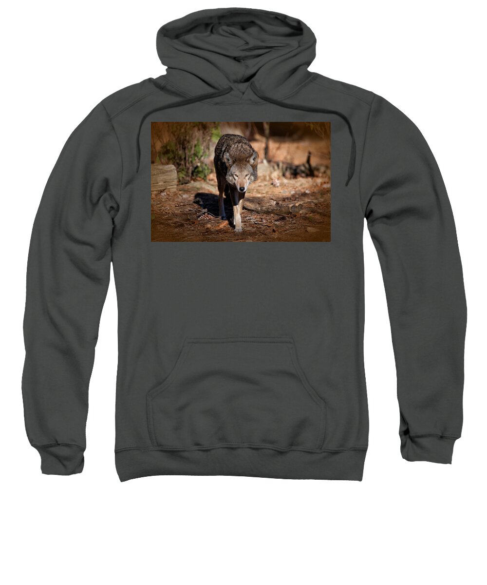 Wolf Sweatshirt featuring the photograph Coming Right at You by Karol Livote
