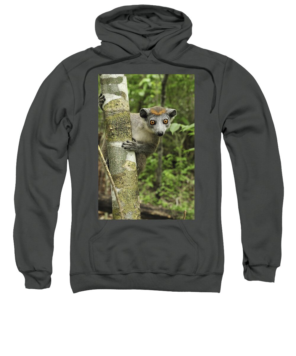 Mp Sweatshirt featuring the photograph Crowned Lemur Eulemur Coronatus Female by Thomas Marent