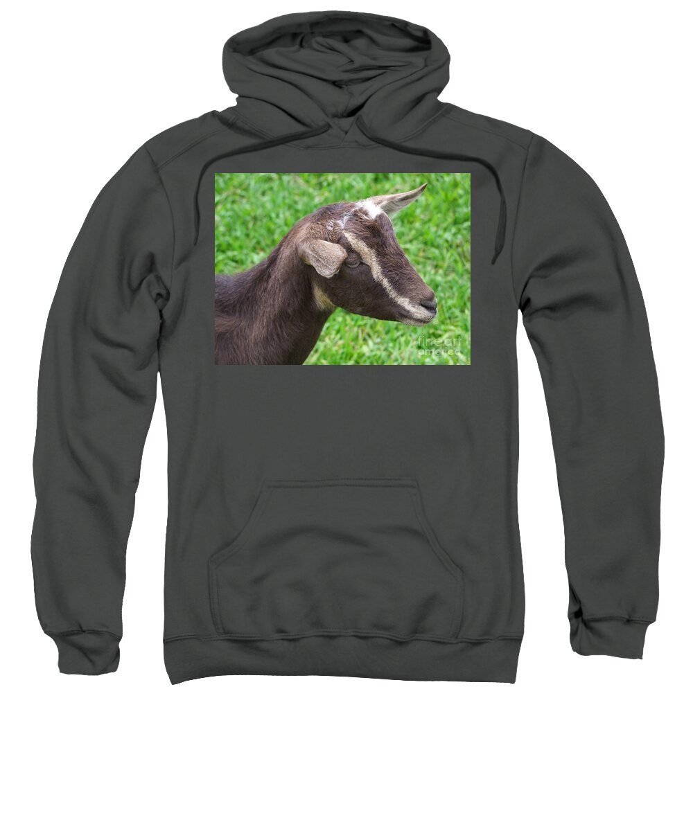 Mary Deal Sweatshirt featuring the photograph Cute Baby Goat by Mary Deal
