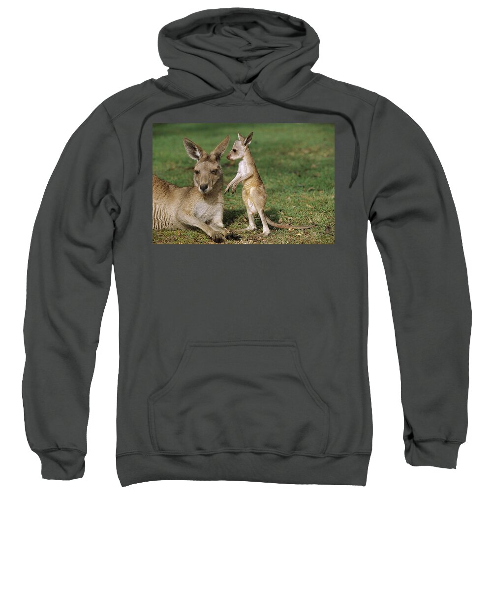 00620319 Sweatshirt featuring the photograph Eastern Grey Kangaroo And Joey by Cyril Ruoso