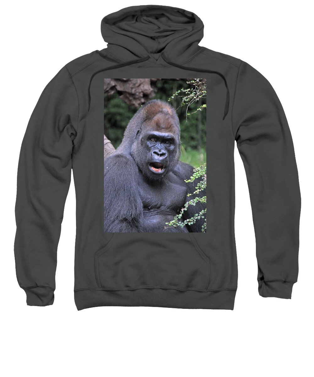 Gorilla Sweatshirt featuring the photograph Gorilla by Mike Martin