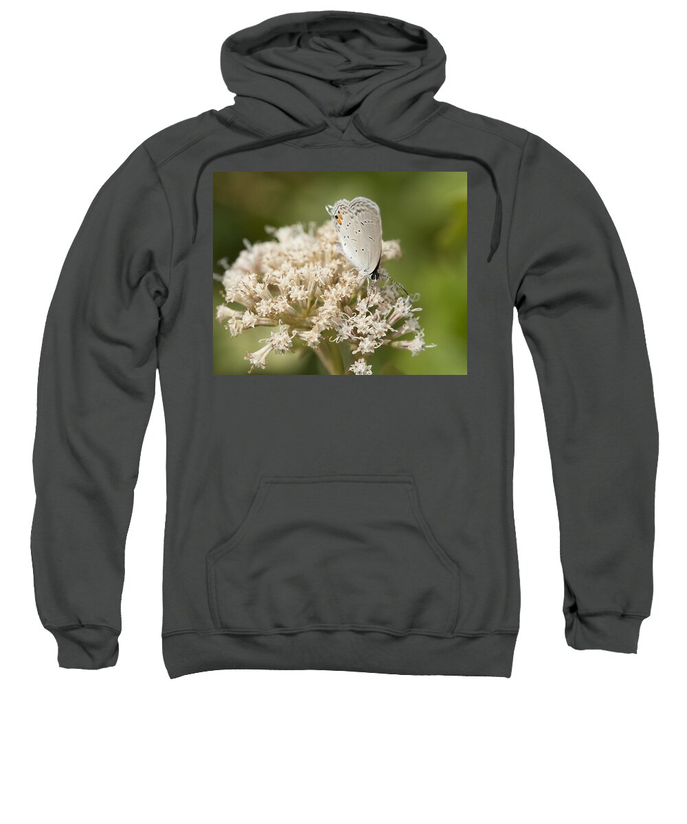 Grey Sweatshirt featuring the photograph Gray Hairstreak Butterfly on Milkweed Wildflowers by Kathy Clark