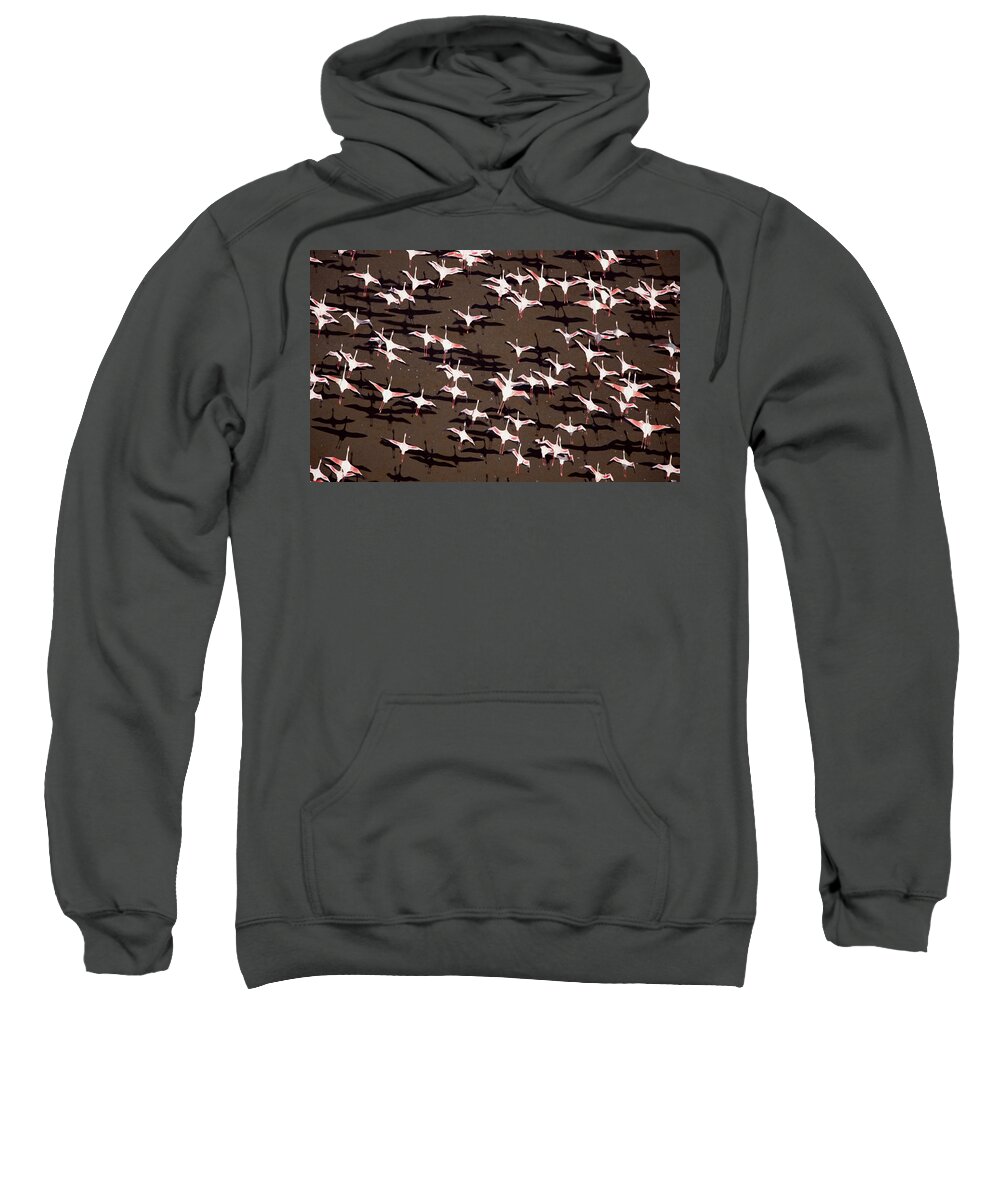 00173372 Sweatshirt featuring the photograph Greater Flamingo And Lesser Flamingo by Tim Fitzharris