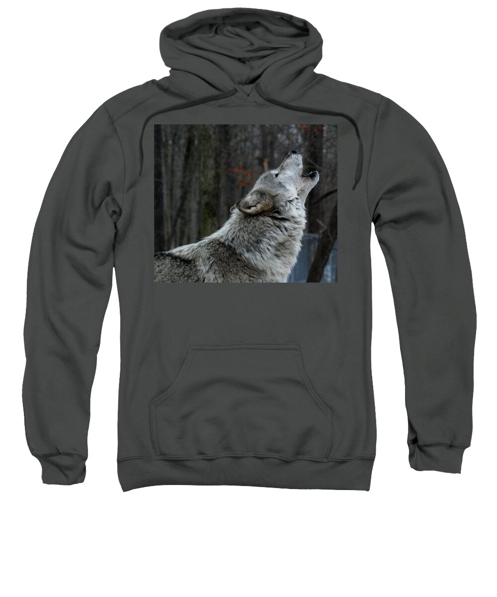 Lakota Sweatshirt featuring the photograph Howling Tundra Wolf by Richard Bryce and Family