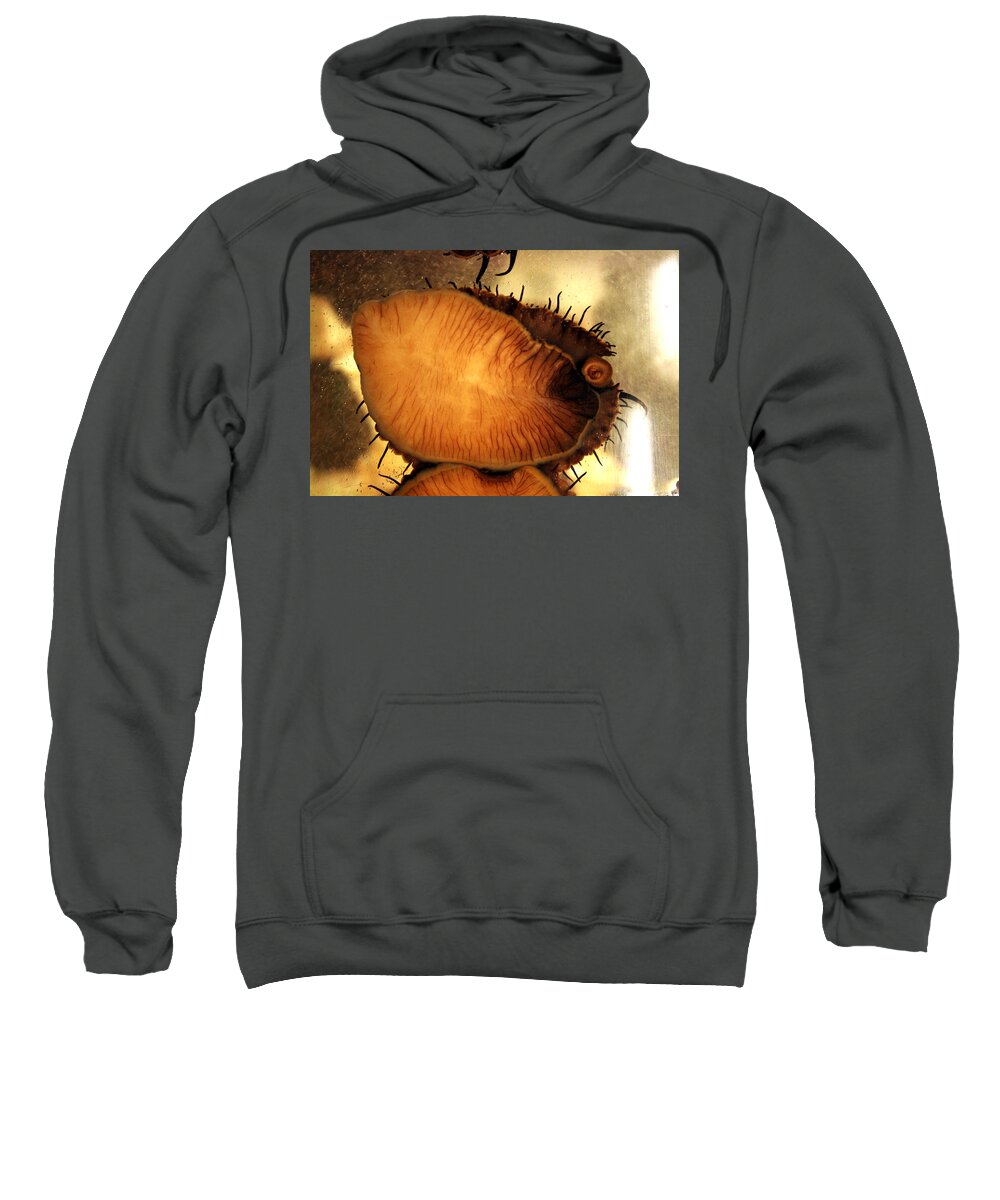 Golden Cup Flower Sweatshirt featuring the photograph Live Abalone The Mouth by Jennifer Bright Burr