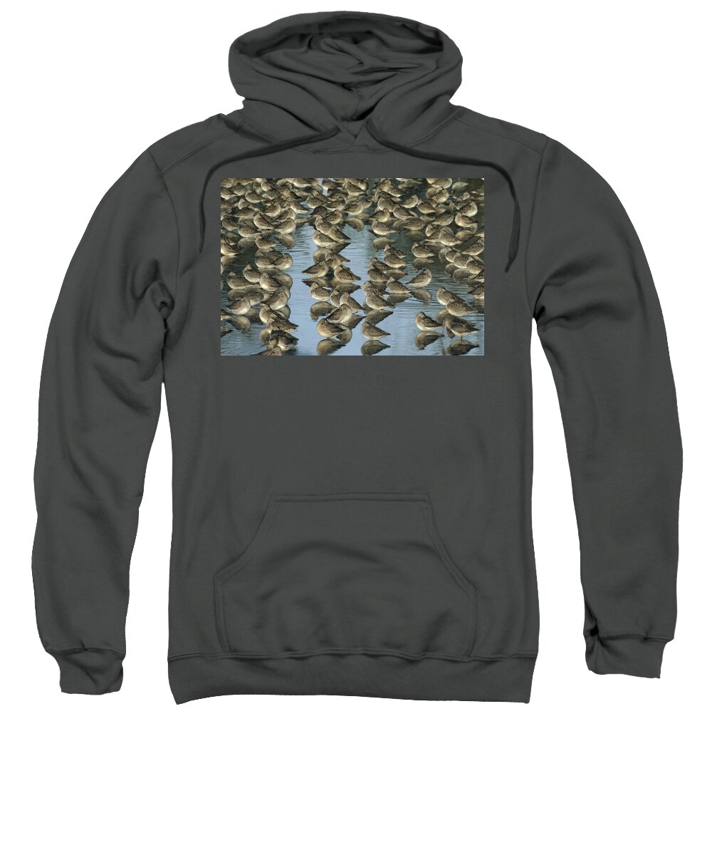 00171494 Sweatshirt featuring the photograph Long Billed Dowitcher Flock Sleeping by Tim Fitzharris