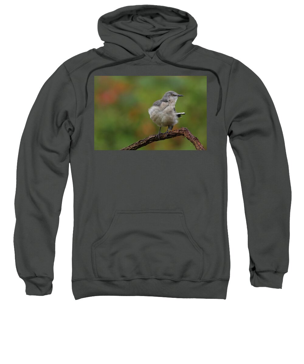 Mocking Bird Sweatshirt featuring the photograph Mocking Bird Perched In The Wind by Daniel Reed