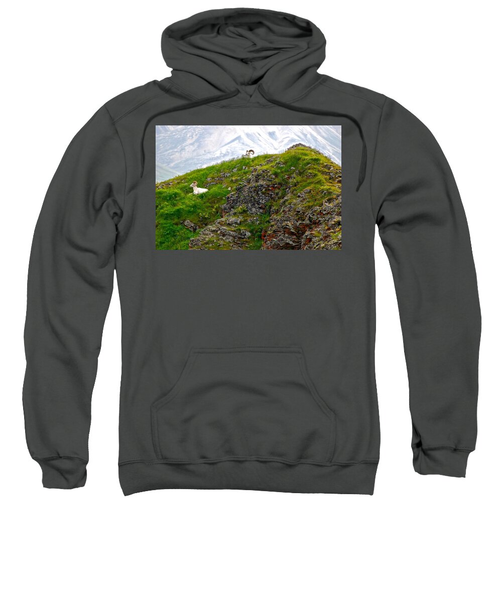 Dall Sheep Sweatshirt featuring the photograph Perched by Eric Tressler